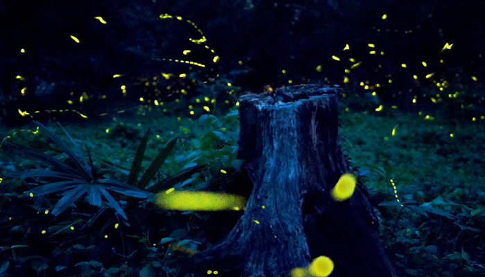 荧火虫发出的光是什么光