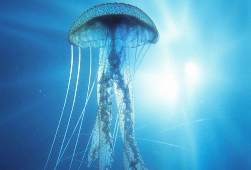 澳洲方水母有多毒揭秘澳洲方水母的天敌