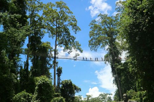 西双版纳热带雨林国家公园·望天树景区,位于云南省西双版纳州勐腊县